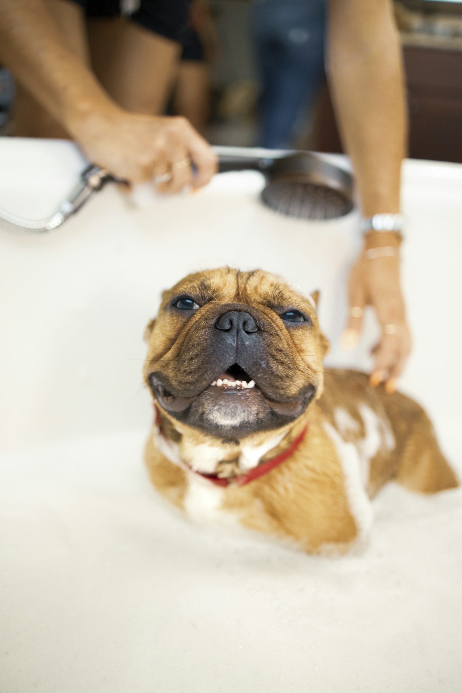 Bath time — Country Pet Retreat